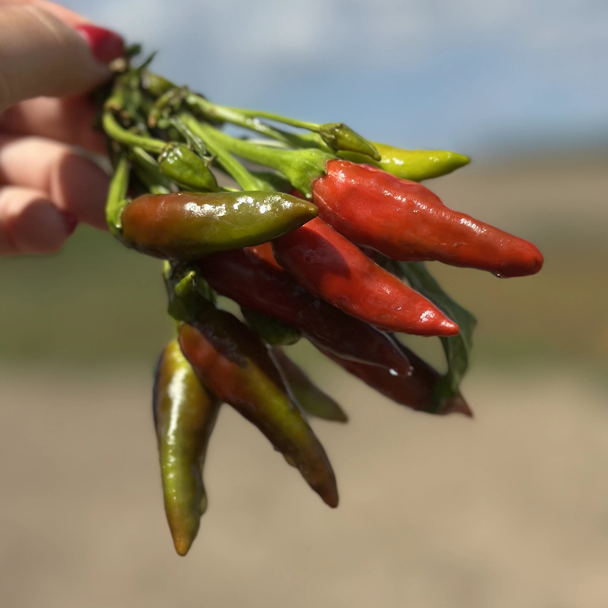 Peperoncini