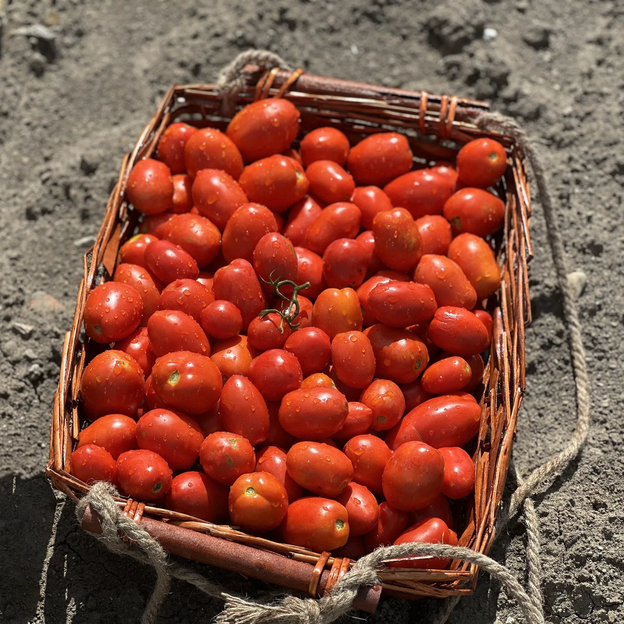 Pomodori