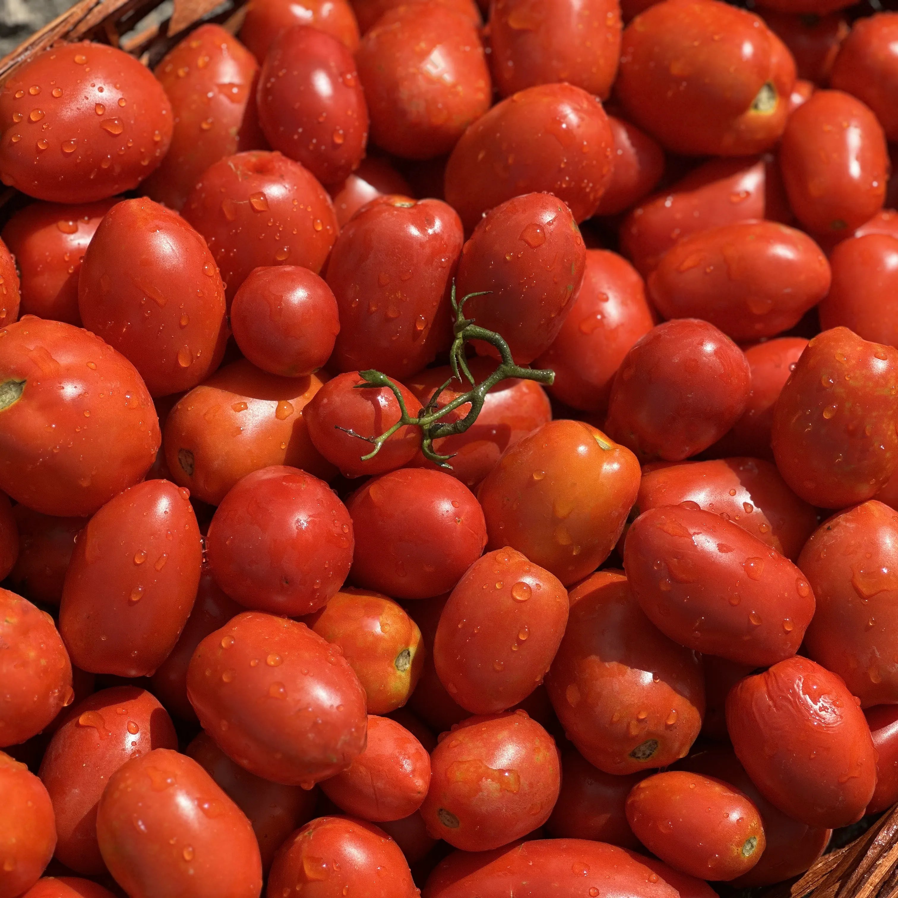 Pomodori