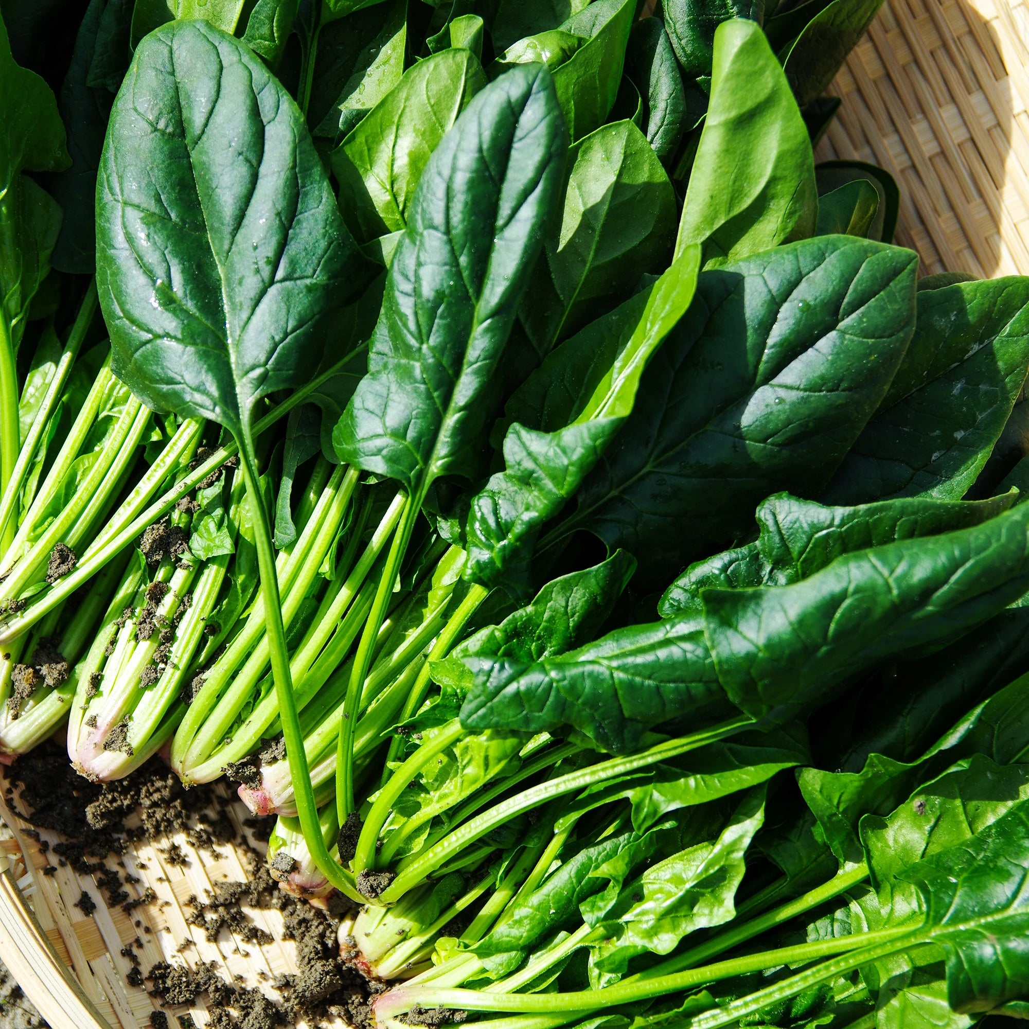 Spinaci freschi