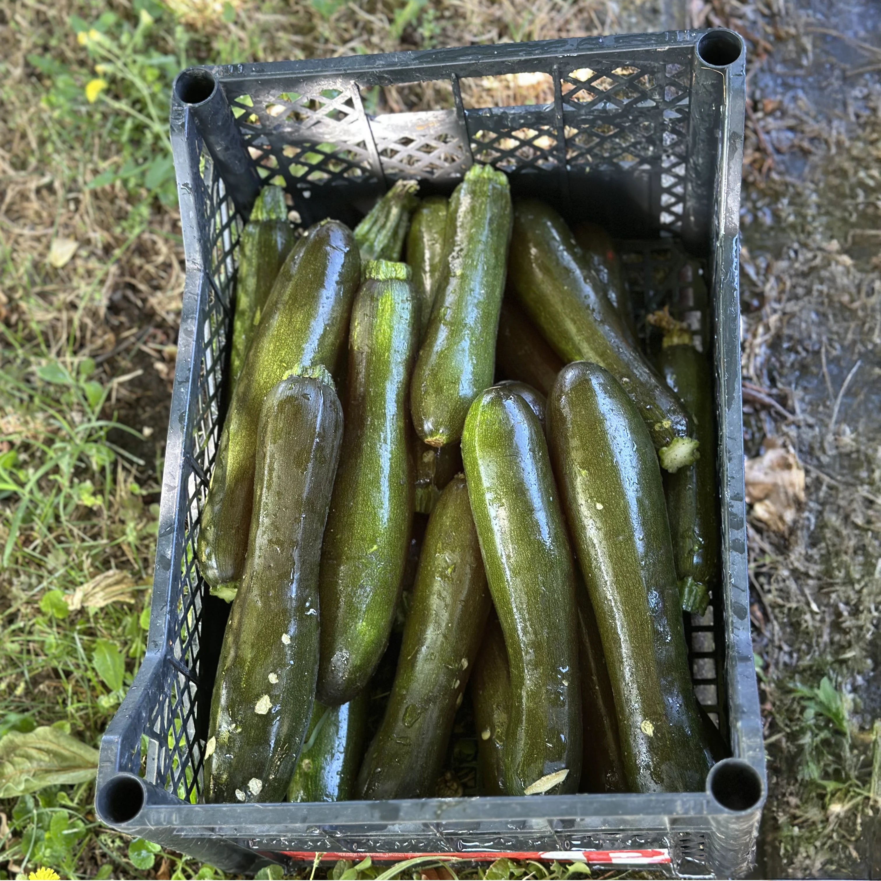 Zucchine